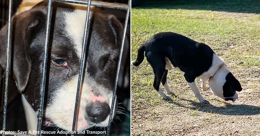 Dog with Swollen Head from Deeply Embedded Collar Finally Receives Care