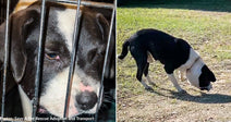 Dog with Swollen Head from Deeply Embedded Collar Needs Extensive Care