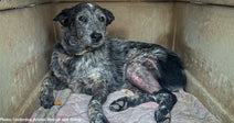 gray and black dog with injured leg inside pet carrier