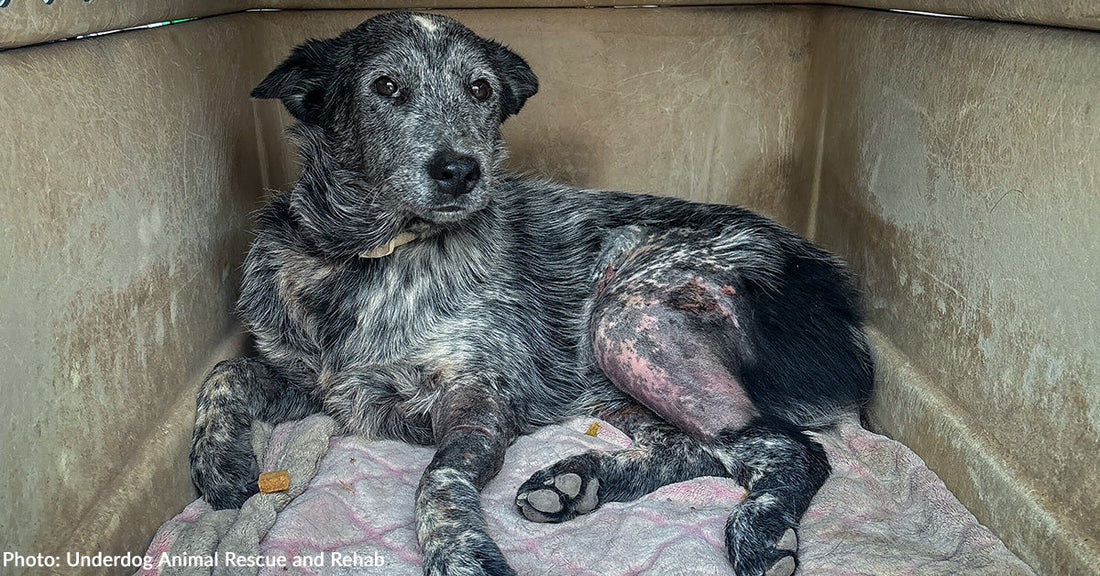 gray and black dog with injured leg inside pet carrier