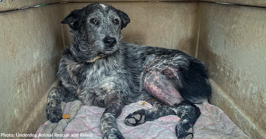 gray and black dog with injured leg inside pet carrier