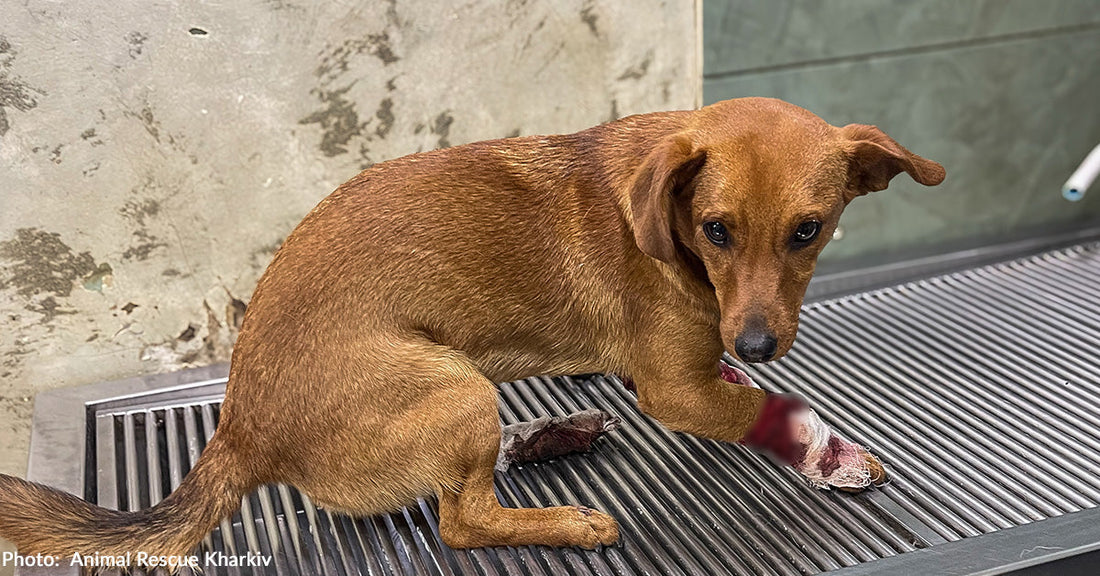 Dog with Fractured Pelvis and Open Wounds Rescued from War-Torn Streets of Ukraine