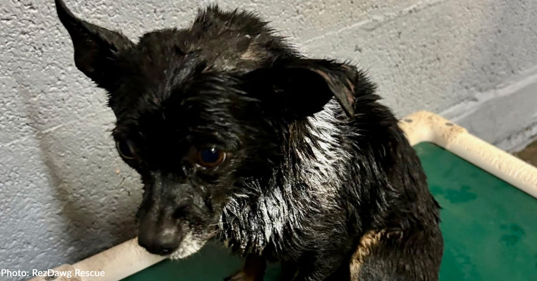 Wet black Chihuahua with alert expression in a cozy environment.