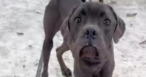 emaciated Cane Corso dog standing in the snow