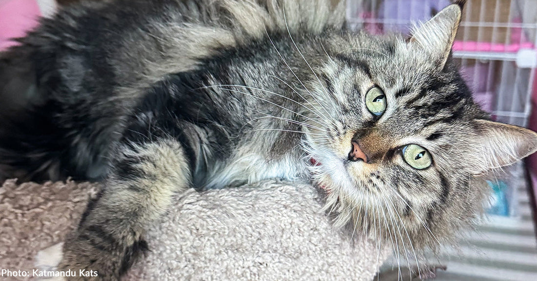 Surrendered Cat Needs Urgent Treatment for Painful Leg Wound
