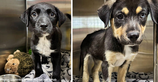 Sick Puppies Dumped at Gas Station with Swollen Joints and Fever Finally Get Care They Need