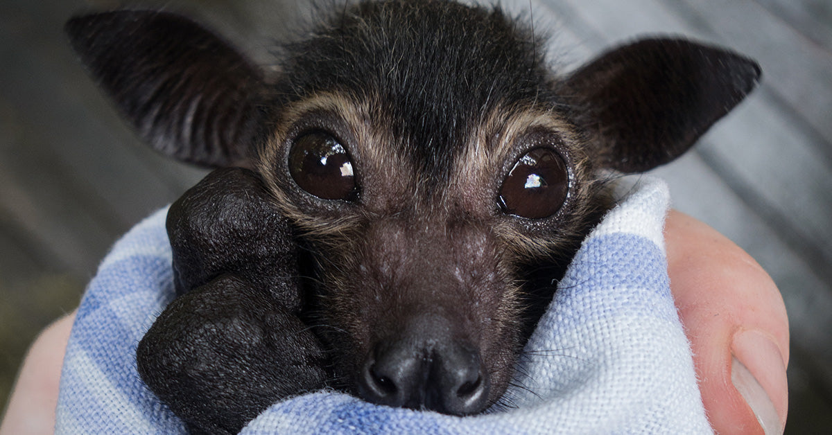 Australian Bushfires and Excessive Warmth Take Lethal Toll on Susceptible Flying Foxes Australian Bushfires and Excessive Warmth Take Lethal Toll on Susceptible Flying Foxes