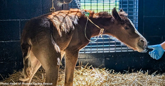Newborn Foal Who Barely Made It into the World Is Now Fighting to Stay in It