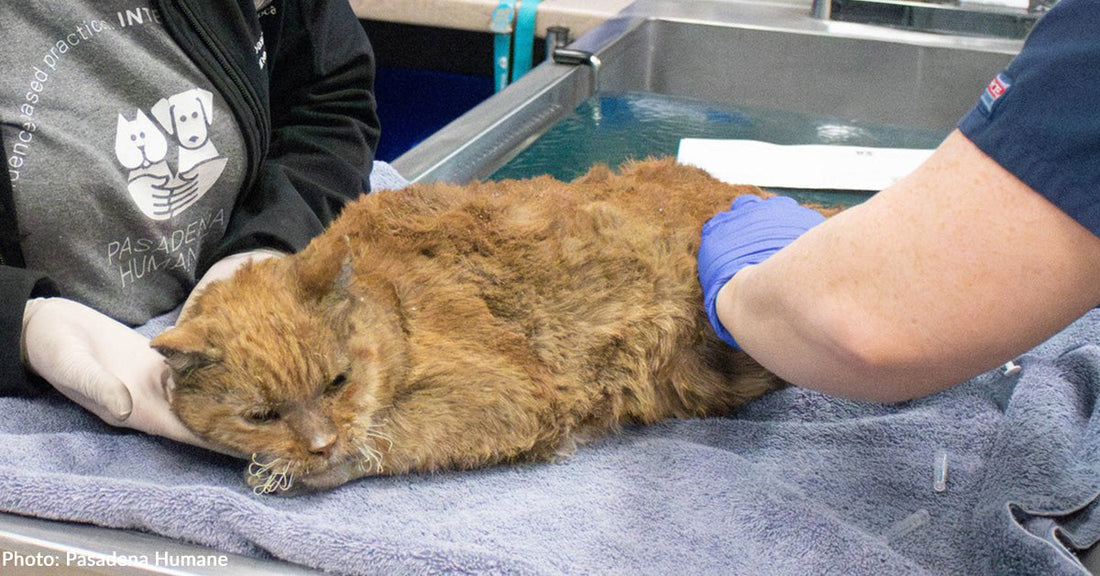 Cat Covered in Burns Rescued from California Wildfire Needs Your Help to Heal