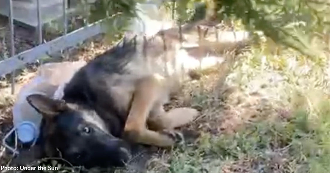 german shepherd dog lying on ground in cemetery with sad eyes
