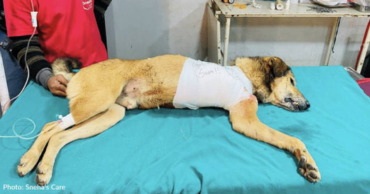 Nepal Street Dog Hit By A Car And Found Limping Around In Pain Needs Your Help To Heal