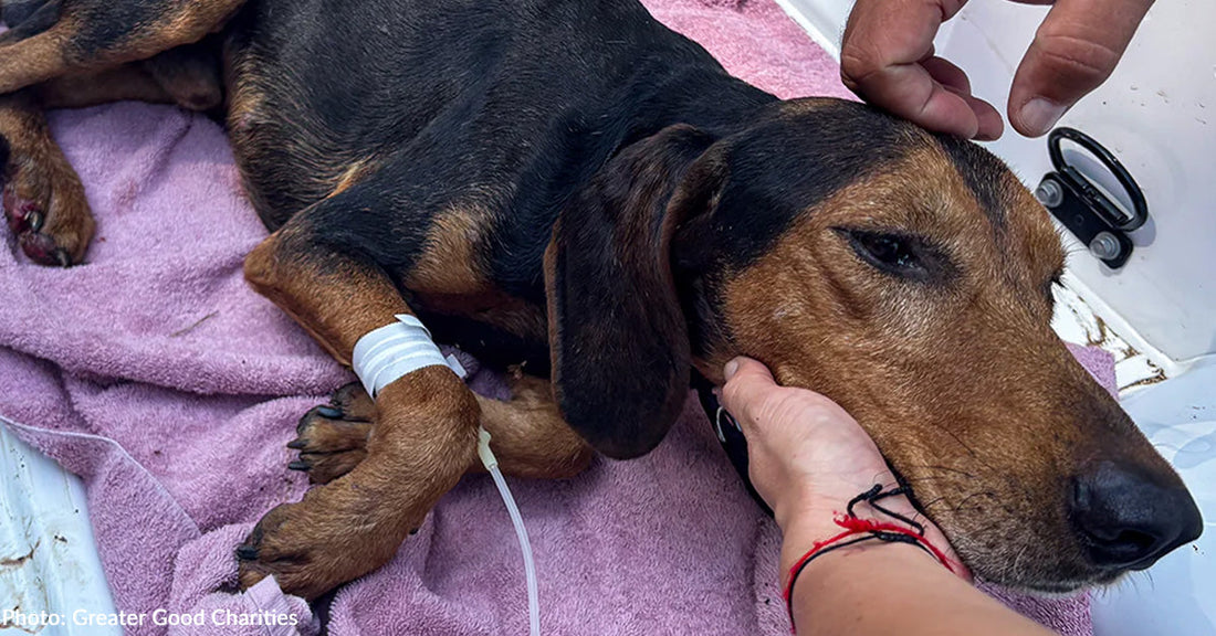 Animals Burned in Devastating Greece Wildfires Are Arriving at Shelters in Need of Emergency Care