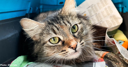 Cat Severely Injured in Rusty Trap Gets Surgery to Walk Again Without Pain