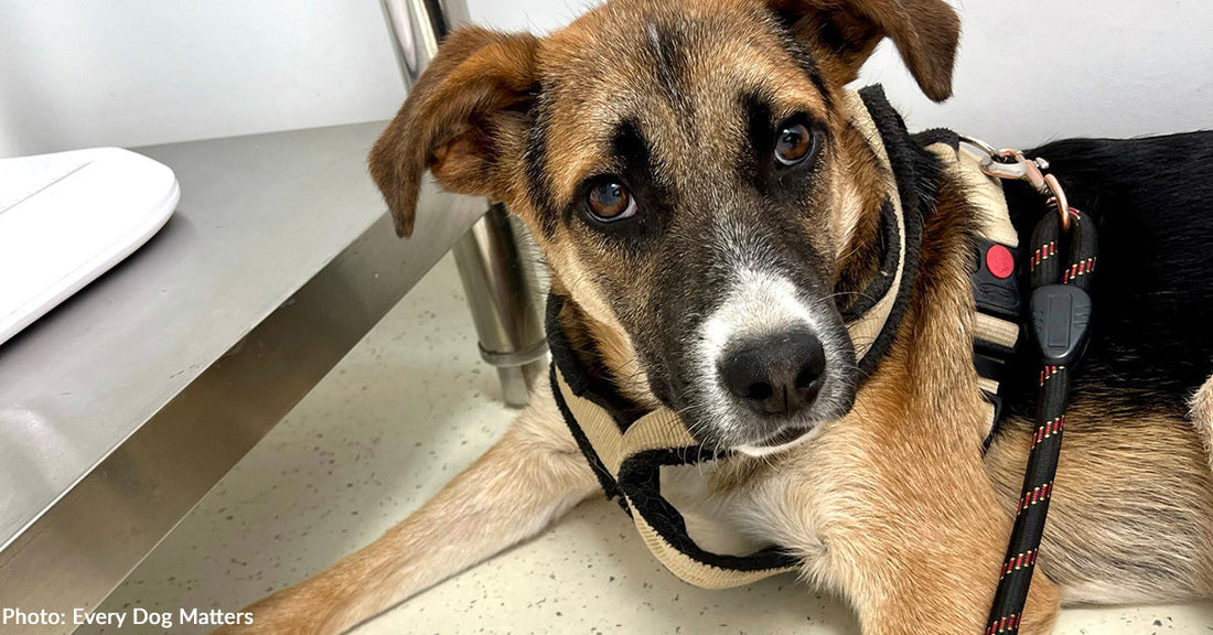 Dog Rescued from Hoarding Situation Gets Knee Replacement After Years of Neglect