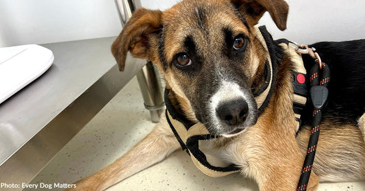 Dog Rescued from Hoarding Situation Needs Knee Replacement After Years of Neglect