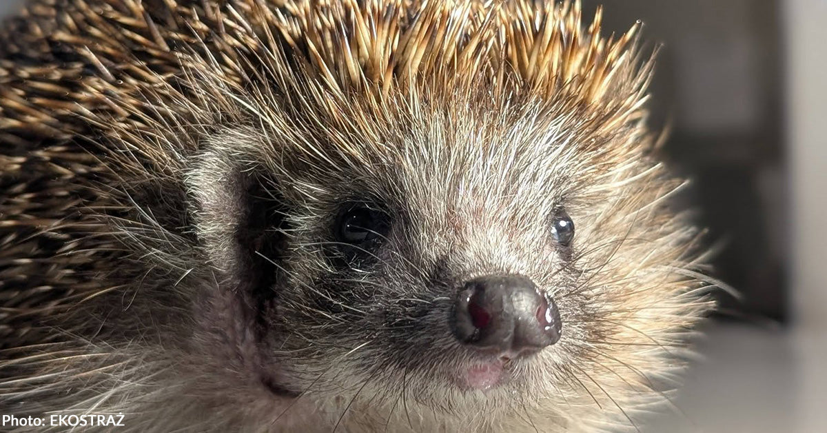 Sick, Vulnerable, and Fighting to Heal - Two Wild Hedgehogs Need a Lifeline