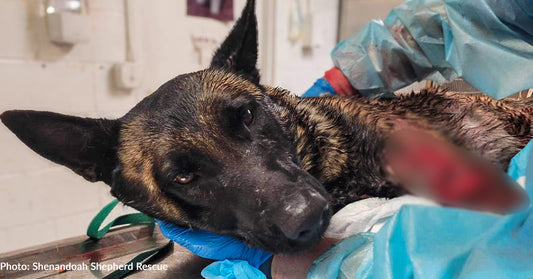 Dog Hit By Car And Left To Suffer On Side Of The Road Needs Our Help To Recover