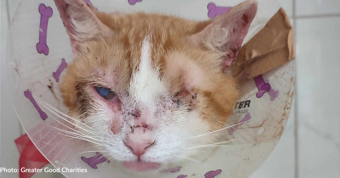 Stray Cat With Bleeding Eye Cried Out In Pain Until Someone Came To His Aid