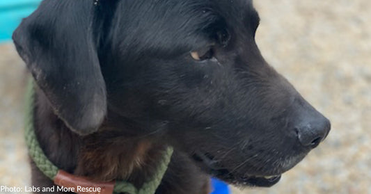 Abandoned Dog In San Diego Found Struggling To Walk As Teenagers Throw Rocks At Him