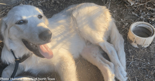 Dog Abandoned Outside Texas Shelter With A Broken Leg Needs Your Help