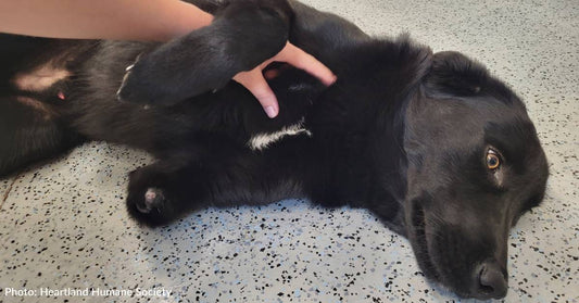 Puppy Arrives At Shelter Struggling To Walk With Missing Paw And Old Injury To Front Legs