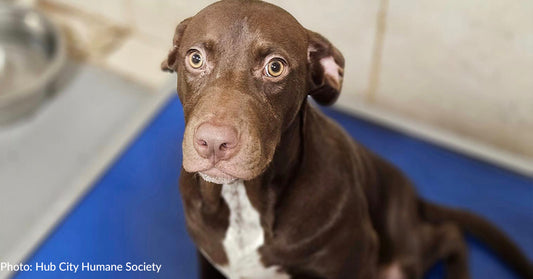 Shelter Puppy Only Able to Hop Around On Front Legs Needs Your Help To Walk Normal Again