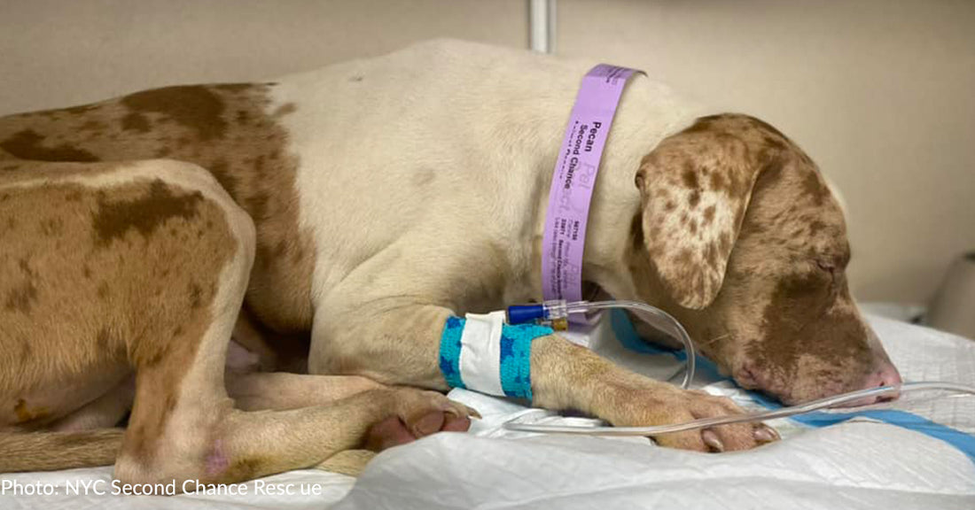 Special Needs Puppy Who Developed Pneumonia In NY Shelter Rescued Just In Time