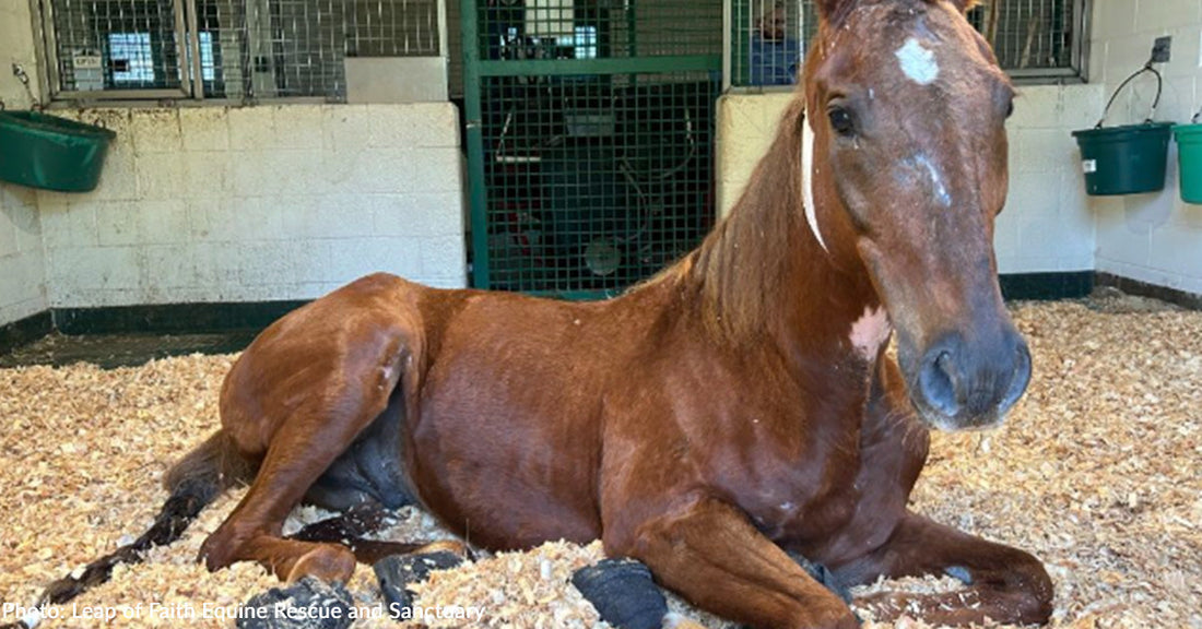 Horse Surrendered to Rescue Unable to Walk or Stand Without Excruciating Pain | The Animal Rescue Site