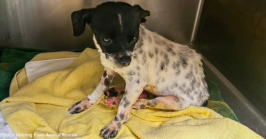 Chihuahua Found Near Death After Being Hit by Car Makes A Full Recovery
