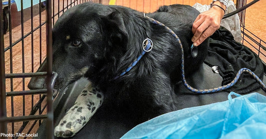 Severely Injured Dogs Living Near Dump Get Vital Medical Care, Thanks to You
