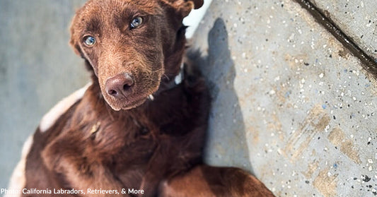 Puppy Who Survived LA Wildfires Receives Surgery to Walk Again Without Pain