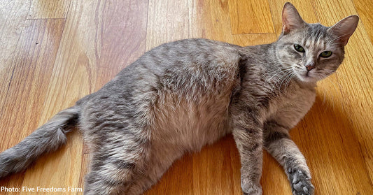 Cat Suffering from Infected Gunshot Wound Gets Care She Needs, Thanks to Your Support