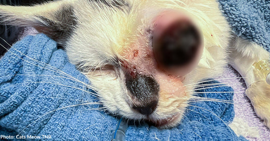 Kitten Near Death Found Under Abandoned Home Rushed to Animal Clinic