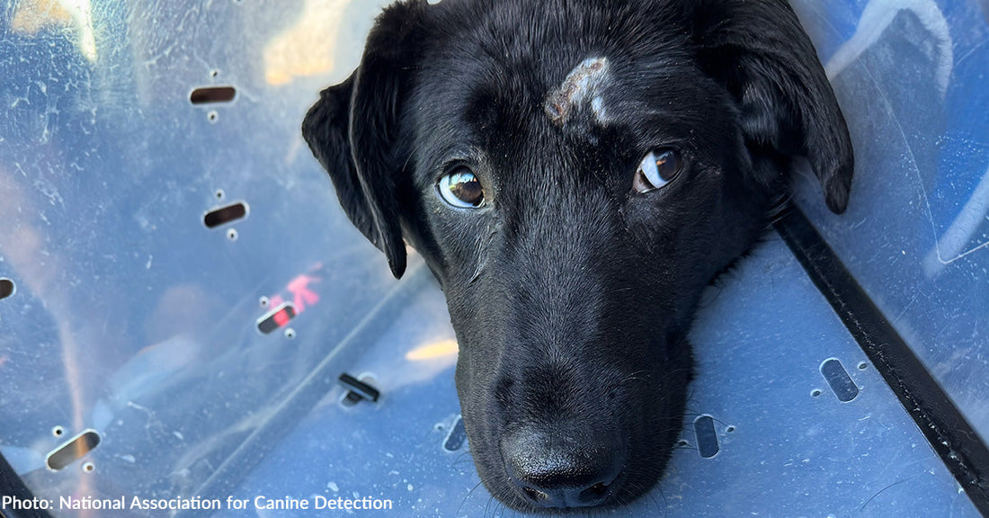 Injured Puppy in Training to Be Service Dog Gets Care He Needs to Heal