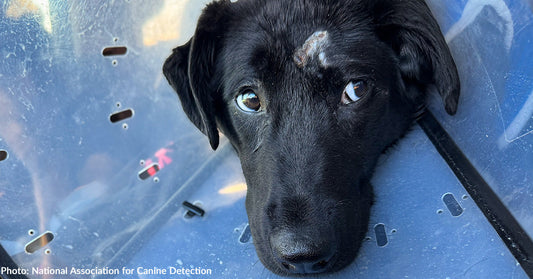 Injured Puppy in Training to Be Service Dog Gets Care He Needs to Heal
