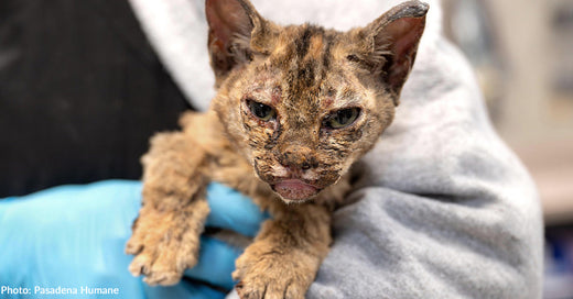 Severely Burned Kitten Found in LA Wildfires Struggling to Walk Needs Your Help