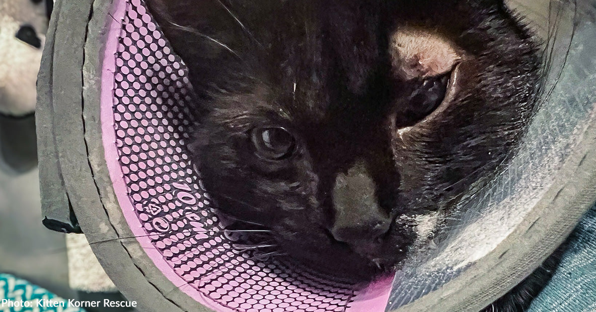 Rescued Kitten with Inflamed Eye Needs Surgery to See Again