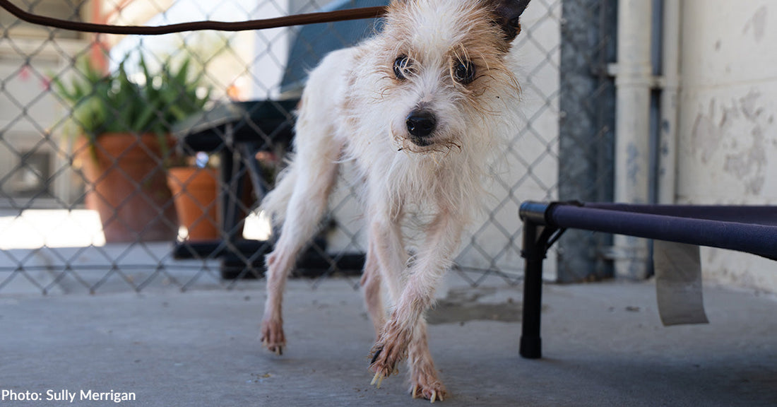 Neglected Terrier Covered in Filth Experiences Pain Every Step He Takes | The Animal Rescue Site