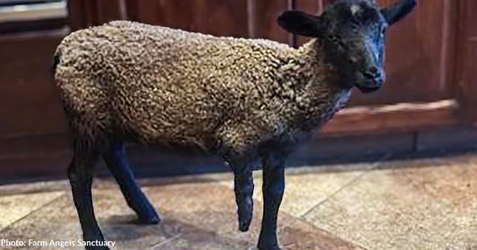 Lamb With Broken Leg Who Was Nearly Shot & Killed Gets Second Chance