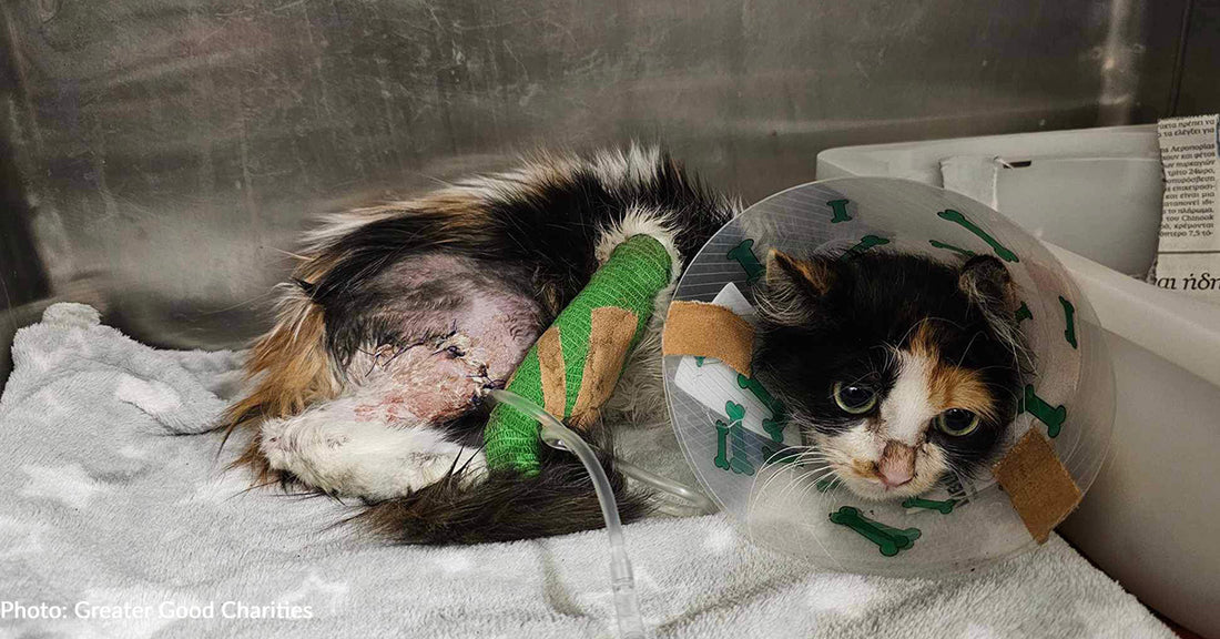 Two Cats Who Survived Brutal Dog Attack Need Your Help To Recover