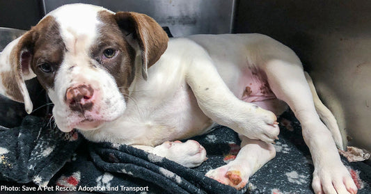 Stray Puppy in Critical Condition Gets Emergency Surgery Thanks to Your Support