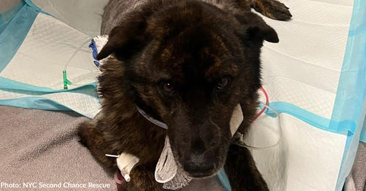 Dog Shot Several Times During Argument Needs Emergency Surgery To Survive
