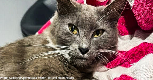 Cat Arrives at Shelter in Labor and Receives Emergency Surgery to Survive