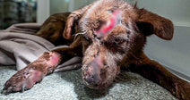 brown dog with severe head wounds in clinic setting