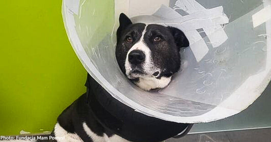 Rescued Ukraine Dog with Untreated Wound Finally Gets Care He Needs to Heal