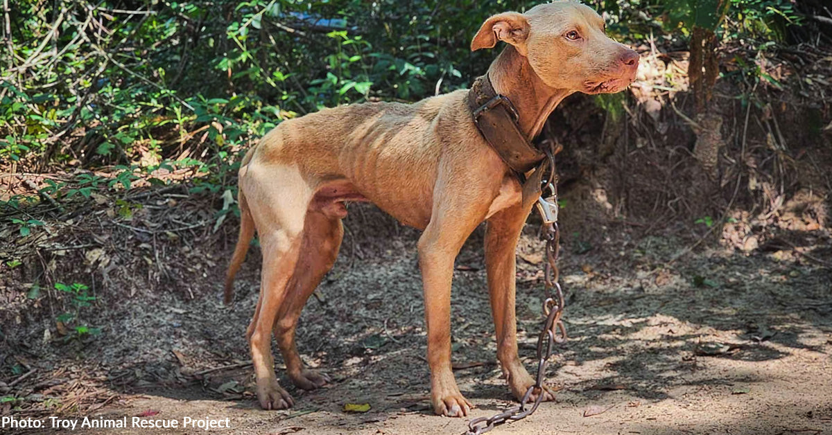 Neglected and Injured Dogs Chained Their Entire Lives Outside Finally ...