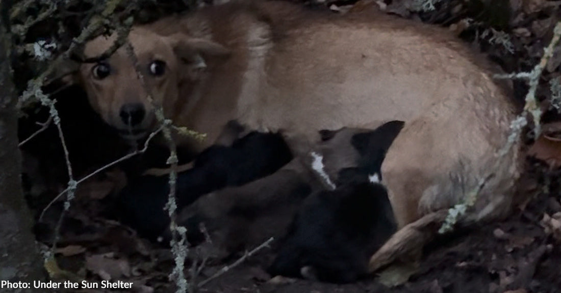 A dog nursing its puppies in a wooded area, surrounded by greenery.
