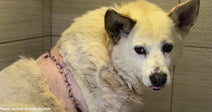 white dog with stitches across her back inside kennel