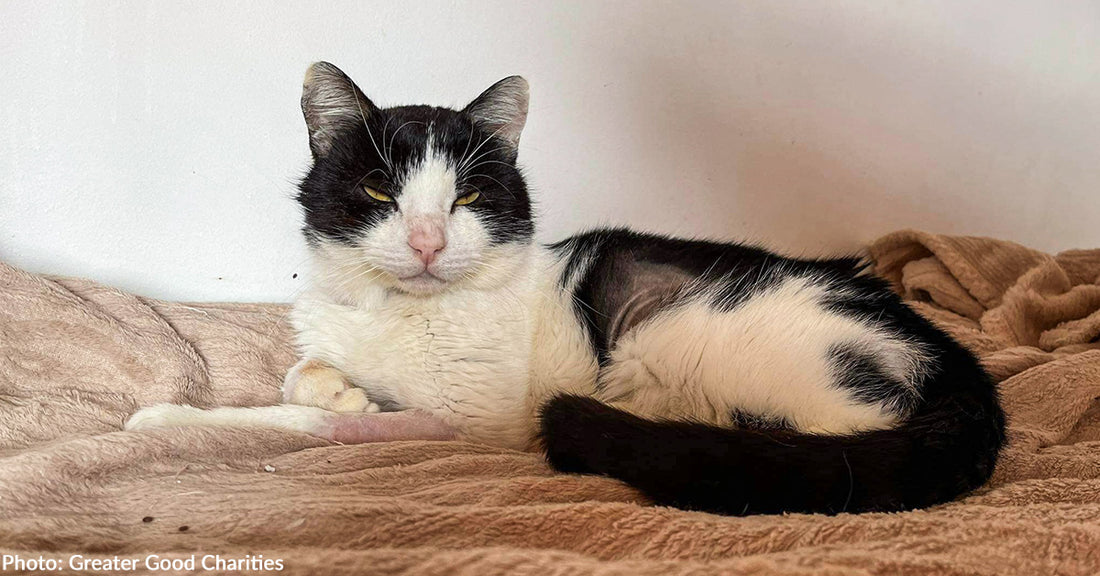 Senior Stray Cat Suffering From Blood Parasite Needs Immediate Medical Care