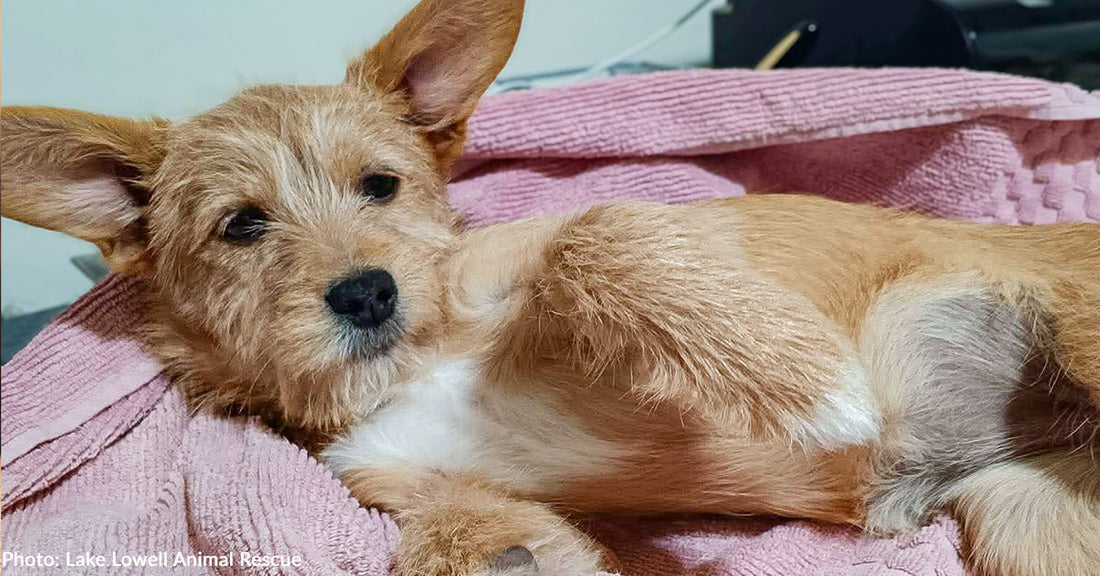 Puppies Battling Deadly Parvovirus Survive Thanks to Your Support